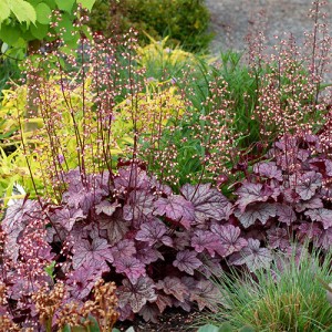 Heuchera Plum Royale