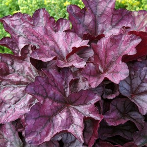 Heuchera Plum Royale