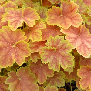 Heuchera Tiramisu