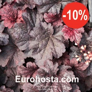 Heuchera Cajun Fire