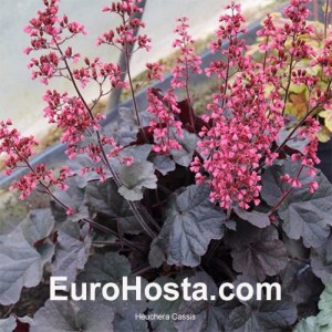 Heuchera Cassis