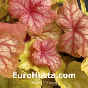 Heuchera Champagne