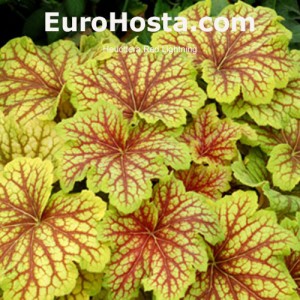 Heuchera Red Lightning