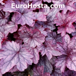 Heuchera Shanghai