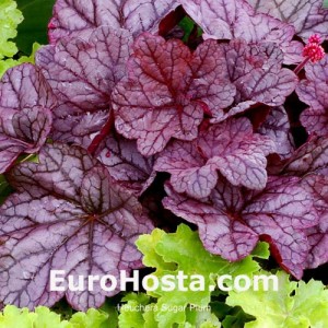 Heuchera Sugar Plum