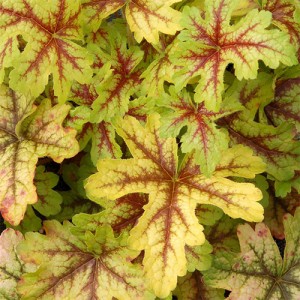 Heucherella Alabama Sunrise