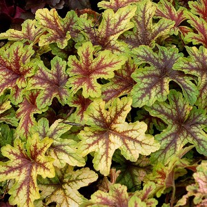 Heucherella Alabama Sunrise