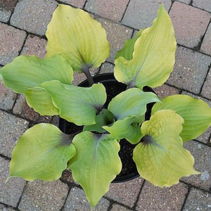 Hosta Holar Rising Flame