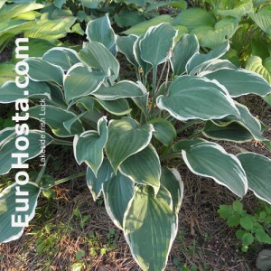 Hosta Irish Eyes