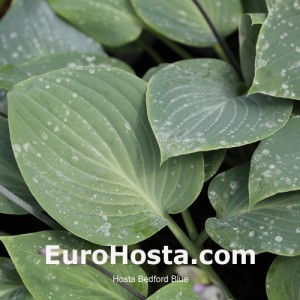 Hosta-Bedford-Blue-Eurohosta