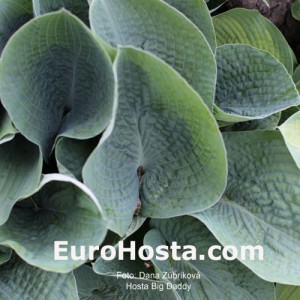 Hosta Big Daddy - Eurohosta