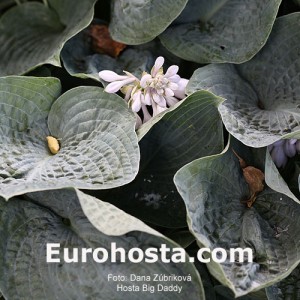 Hosta Big Daddy - Eurohosta