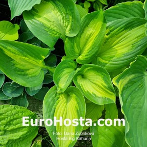 Hosta Big Kahuna