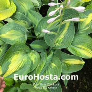 Hosta Big Kahuna