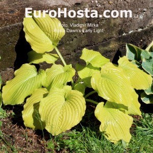 Hosta Dawn's Early Light - Eurohosta