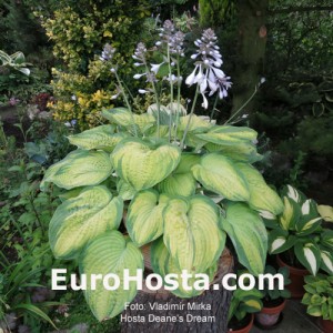 Hosta Dick Ward - Eurohosta