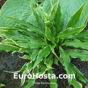 Hosta Electrocution - Eurohosta