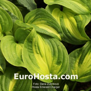 Hosta-Emerald-Charger-Eurohosta