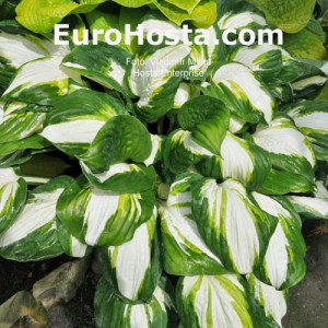 Hosta Enterprise - Eurohosta