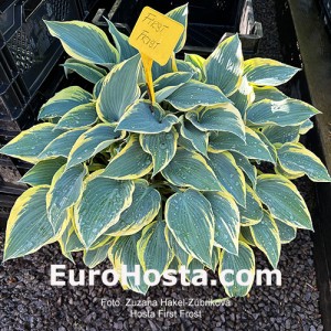 Hosta First Frost