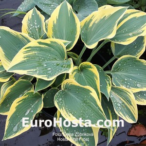 Hosta First Frost