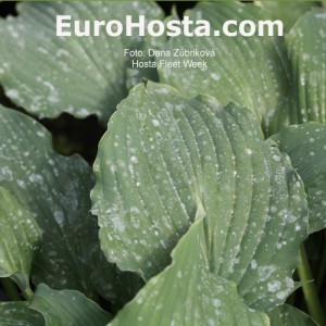 Hosta Fleet Week - Eurohosta