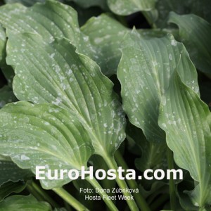 Hosta Fleet Week - Eurohosta