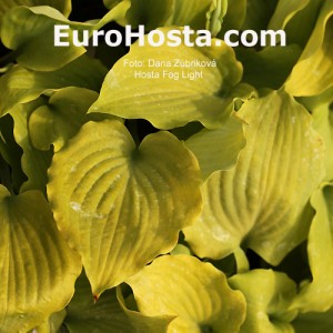 Hosta Fog Light - Eurohosta