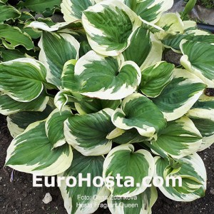 Hosta Fragrant Queen