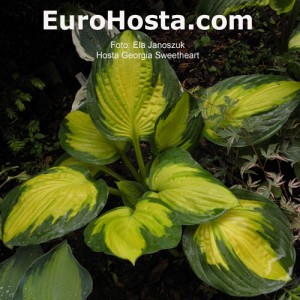 Hosta Georgia Sweetheart - Eurohosta