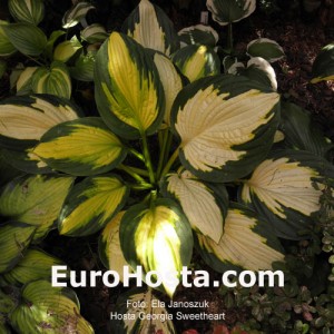 Hosta Georgia Sweetheart - Eurohosta