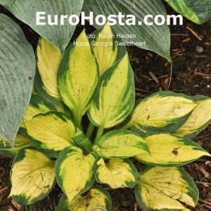 Hosta Georgia Sweetheart - Eurohosta