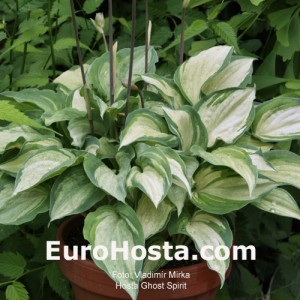 Hosta Ghost Spirit - Eurohosta