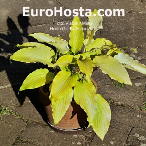 Hosta Gilt by Association - Eurohosta