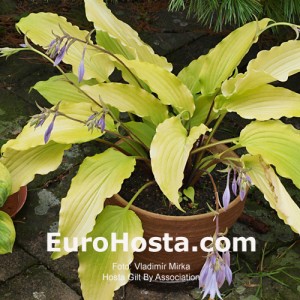 Hosta Gilt by Association - Eurohosta