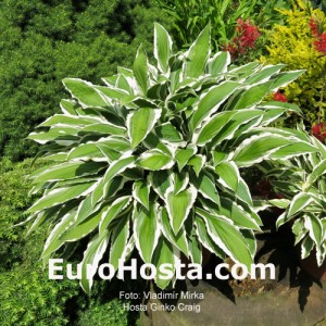 Hosta Ginko Craig