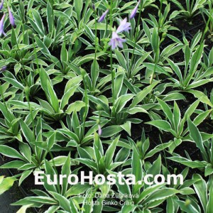 Hosta Ginko Craig