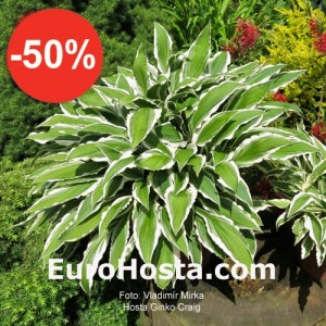 Hosta Ginko Craig