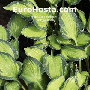 Hosta Goldrush - Eurohosta