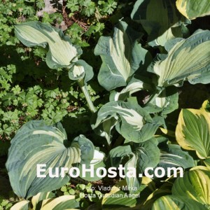 Hosta Guardian Angel - Eurohosta