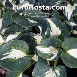 Hosta Half and Half - Eurohosta