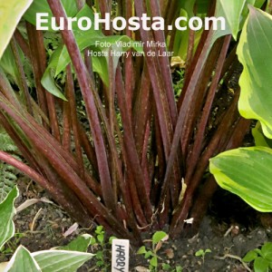 Hosta Harry van de Laar - Eurohosta