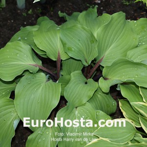 Hosta Harry van de Laar - Eurohosta