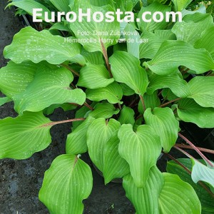 Hosta Harry van de Laar - Eurohosta