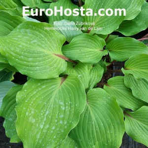 Hosta Harry van de Laar - Eurohosta