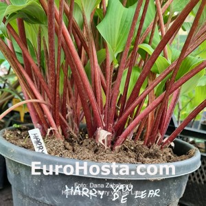 Hosta Harry van de Laar - Eurohosta