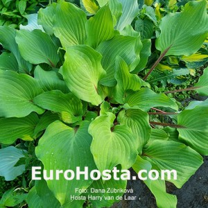 Hosta Harry van de Laar - Eurohosta