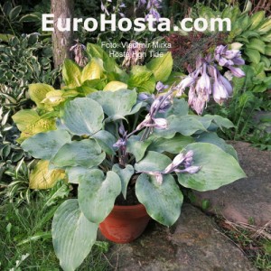 Hosta High Tide - Eurohosta