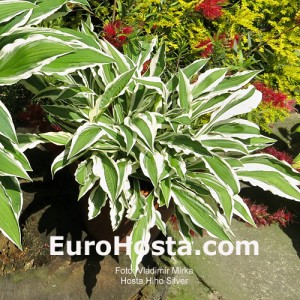 Hosta Hi Ho Silver - Eurohosta