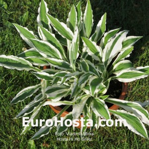 Hosta Hi Ho Silver - Eurohosta